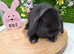 4 Gorgeous mini lops for sale