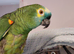 Blue fronted Amazon