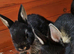 Netherland dwarfs