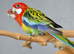 golden-mantled Rosella’s available.