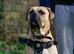 SHYLO — AFRICAN BOERBOEL STUD