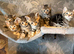 6 tabby kittens