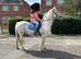 14.1 cob x Arab