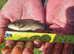 Common/mirror carp