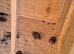 Jumbo coturnix Quails