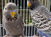 Black face budgies