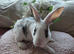 Baby mini rex bunnies