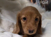Miniature Dachshund Puppies KC Registered