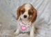 Beautiful cavalier puppies