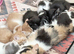 I have four beautiful Maine coon x mum is a calico dad is a full Maine coon