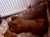 LAST PUP STILL WAITING GORGEOUS BOY
