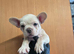 Kc registered French bulldogs