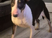 2 year old female bull terrier