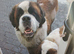 Beautiful saint Bernard puppies