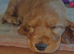 Show cocker spaniel
