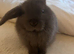 2 boy bunnies 2for &pound;80