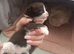Beautiful female British Shorthair x kitten