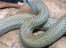 JAPANESE RAT SNAKE