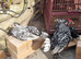 Silver seabright bantampairs for sale