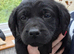 Black Lab bitch