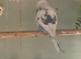 Young budgies
