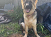 8 months old gsd