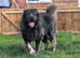 Caucasian Malinois Shepherds