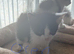 Domestic shorthair kittens