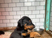 Dobermann pups