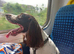 Ruby the springer spaniel