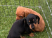 3 playful, mischievous and funny puppies.