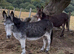 Jenny donkeys infoal
