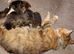 6 x kittens ready to reserve for loving homes