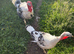 6 Royal Palm Turkey Poults