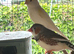 Zebra finches