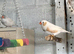 Lovely pretty pair of zebra finches