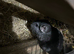 Baby Male Chinchilla