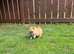 KC ORANGE SABLE POMERANIAN GIRL