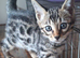 Bengals rare colours with clouded Leopard pattern
