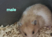 Syrian hamsters for sale