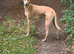 Saluki bull grey/ Wheaton bull grey
