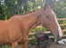 Beautiful 16.1 13yr old chestnut mare