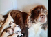 Beautiful cocker spaniels for sale