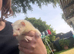 Ferrets - Hobbs and Jills ready to go