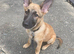 belgian malinois cross german sheperd girl for sale