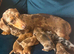 Litter Of 6 Beautiful Miniature Daschund Puppies