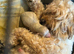 Cockapoo puppies ready to go !