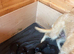 Bedlington whippet pups