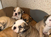 English Bulldog Puppies Rare Coloured Ready now!