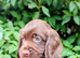 Quality F1B Sprocker Spaniel Puppies